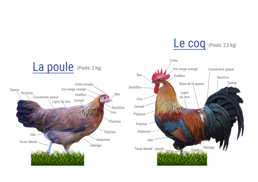 Conservatoire Coq Gaulois ANIMAUX